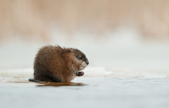 越冬麝鼠 (麝鼠 zibethicus) 上冰块的边缘