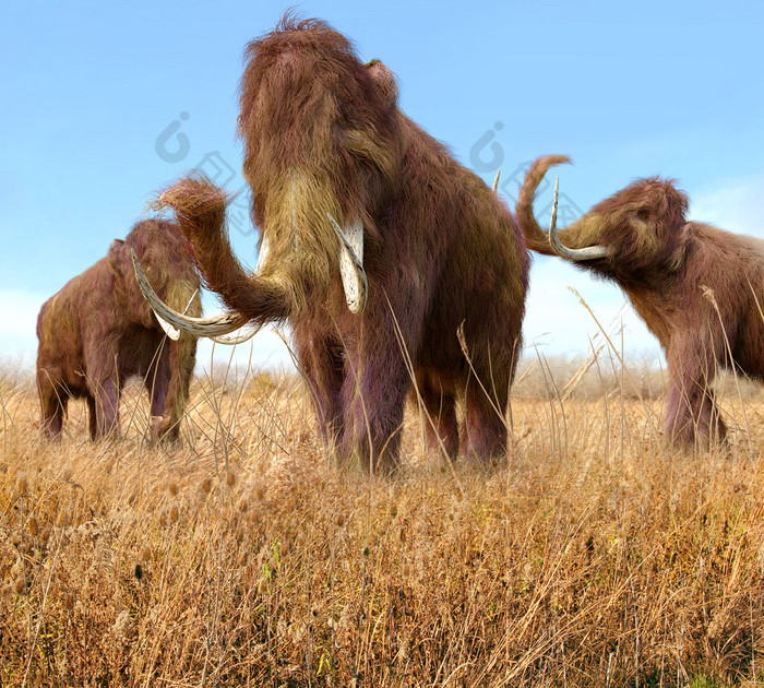 Woolly Mammoths Grazing In Grassland