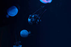 浅蓝色霓虹灯背景的水母