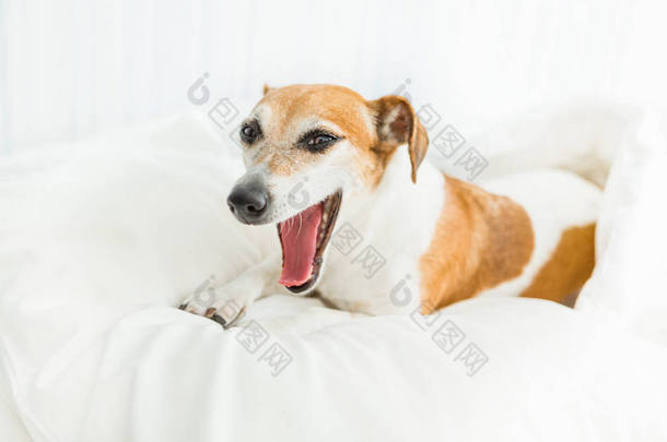 狗躺在白色的床上和 Yawning