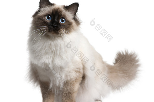 birman 猫，11 个月大，坐在前面的白色背景