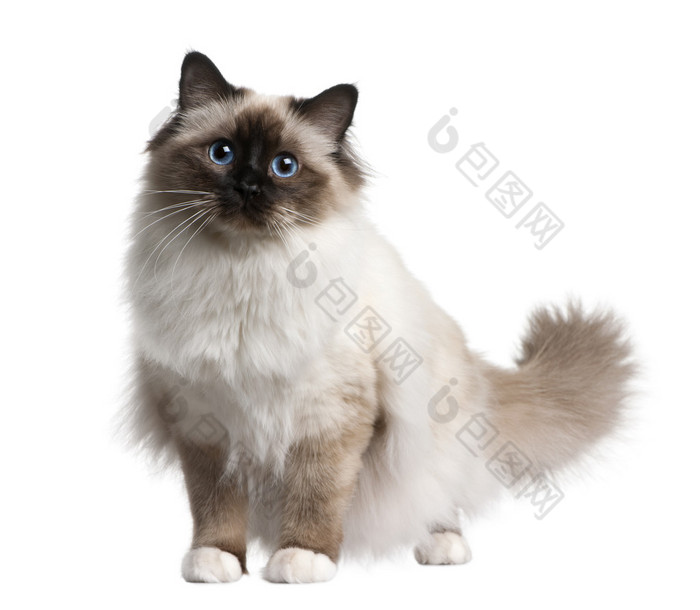 birman 猫，11 个月大，坐在前面的白色背景