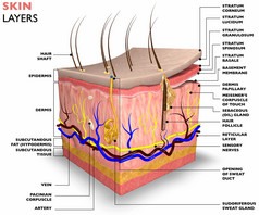 皮肤层