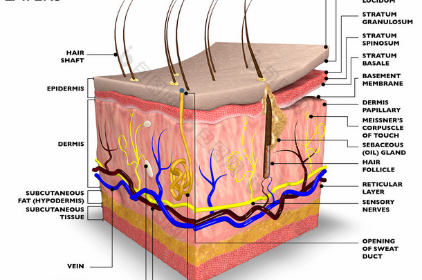 皮肤层