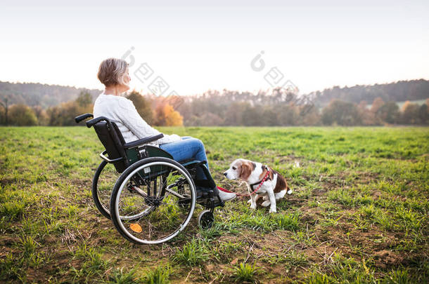 在秋季的狗在轮椅的高级妇女.