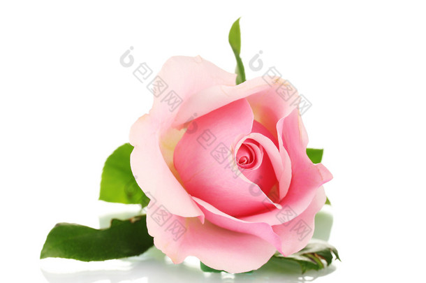 粉红的玫瑰在白色上被隔离