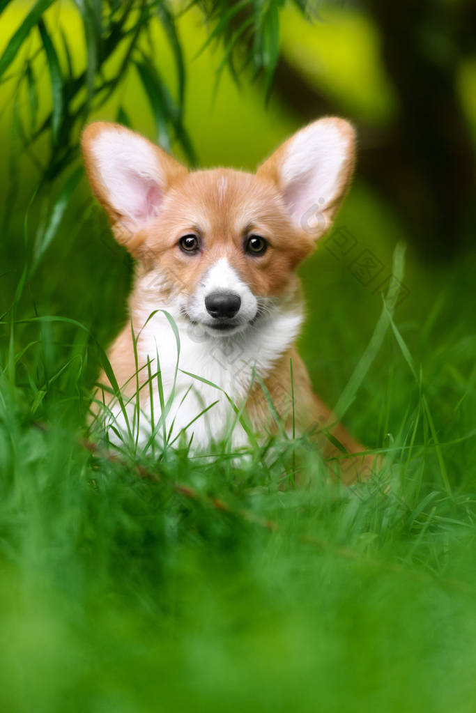 彭布罗克威尔士科基犬抚养白色上孤立图片-包图网企业站