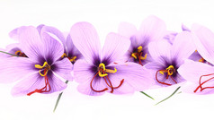 紫色藏红花西红花鲜花横幅
