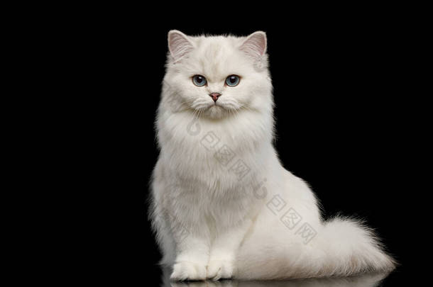 可敬的英国品种猫白色，蓝眼睛，坐着，凝视着孤立的黑色背景的相机，前景色