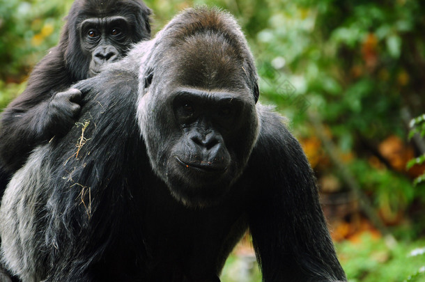 大猩猩母亲携带子女