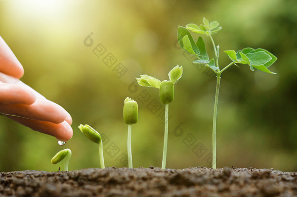 手给年幼的婴儿植物浇水