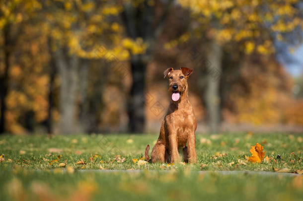 秋天，快乐的爱尔兰小狗在公园里摆姿势