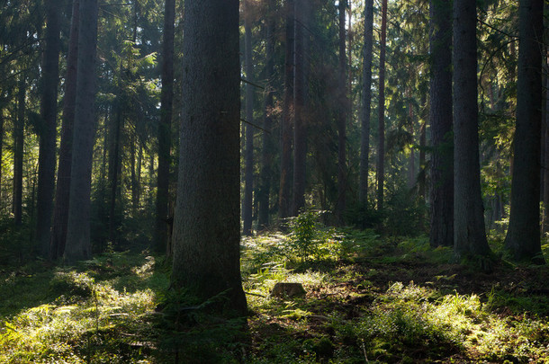 在湿落叶立场 bialowieza <strong>森林</strong>的春天日出