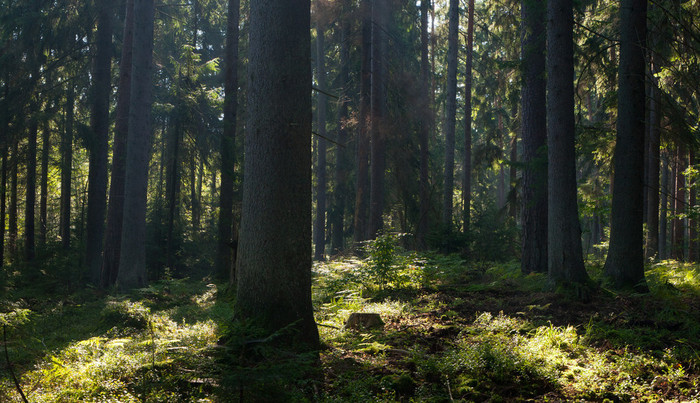 在湿落叶立场 bialowieza 森林的春天日出