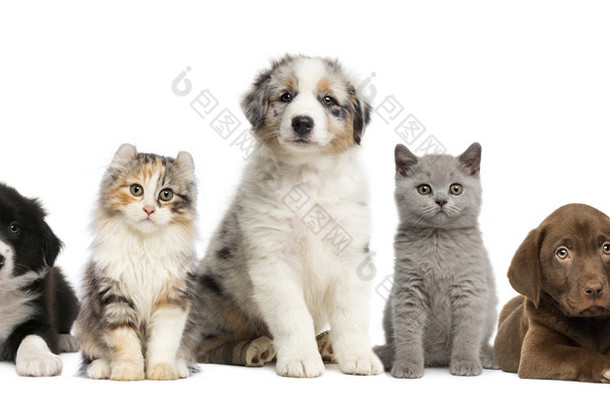 组的宠物： 小猫和小狗的痛处