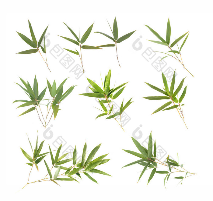 竹叶高清图片下载-竹叶图片-竹叶素材-包图网企业站