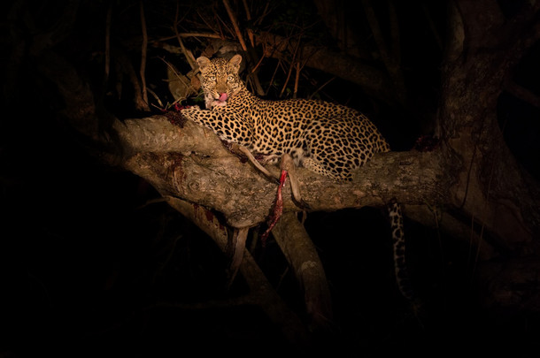 晚上只饥饿的豹子在树上吃死猎物