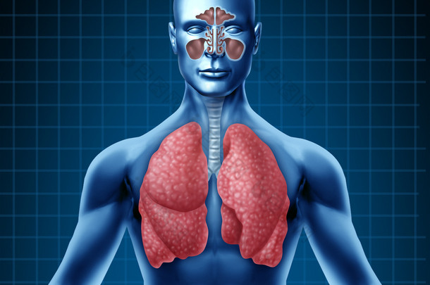 人类窦和呼吸道系统
