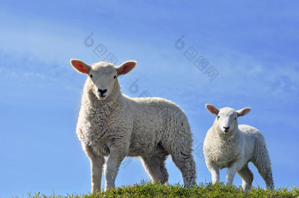 两个可爱的好奇羔羊在春天看摄像机