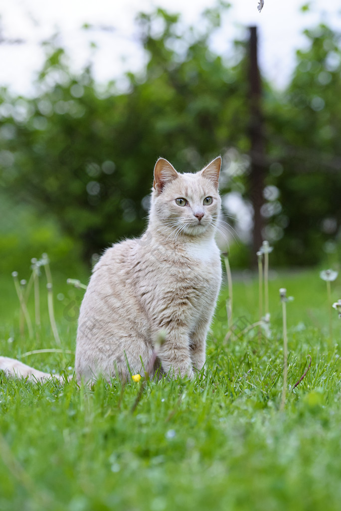 草地上的猫