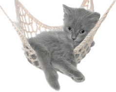 可爱的灰色小猫躺在吊床上