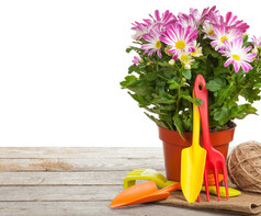盆栽的花卉和园艺工具