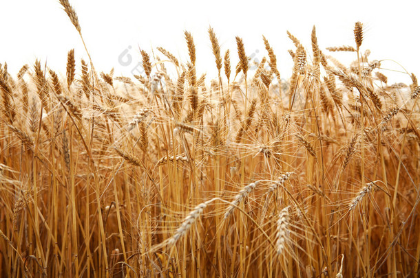 在白色背景上的小麦秸秆关闭