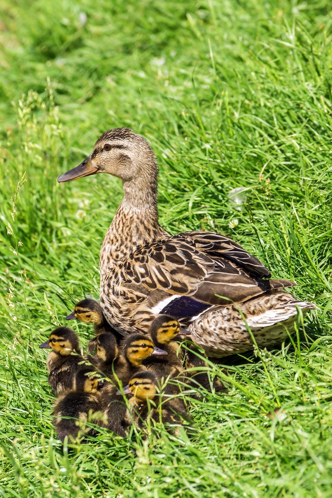 鸭妈妈和小鸭子在草地上