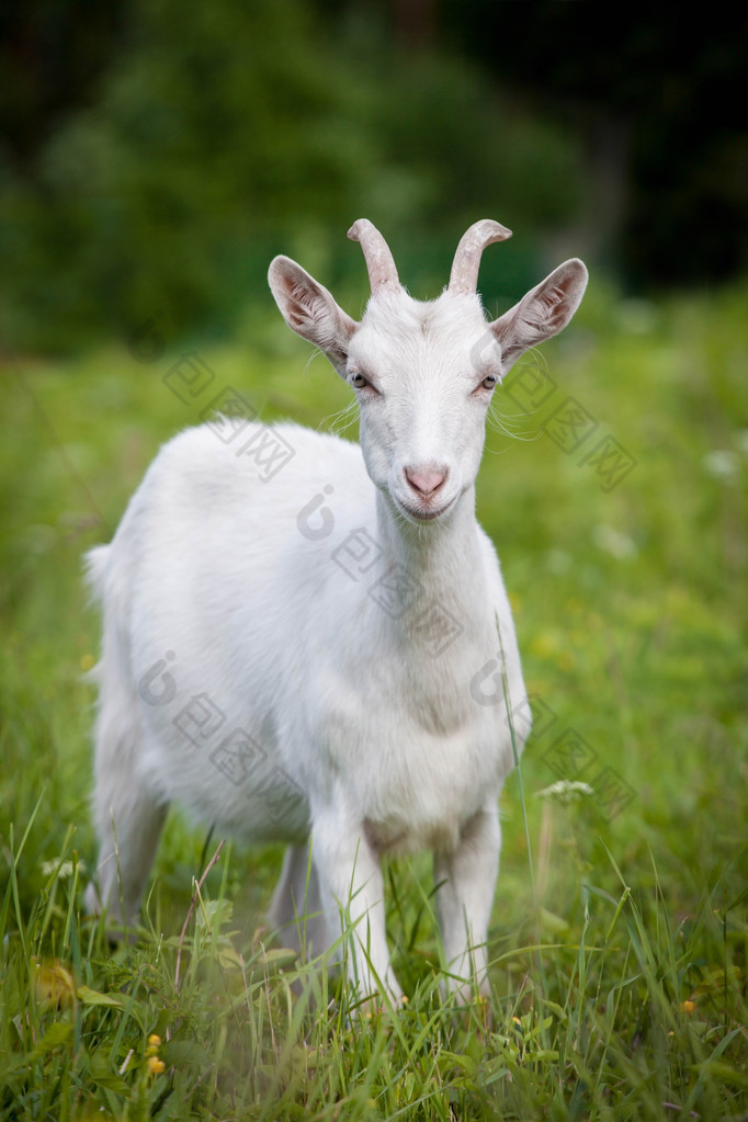 Cute young white goat