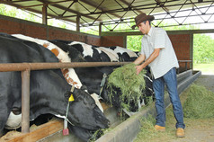 农夫在农场奶牛饲养