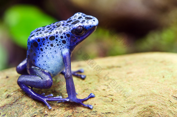 μπλε βέλος δηλητήριο βάτραχος, azureus dendrobates, στο φυσικό βιότοπό με αντίγραφο χώρου