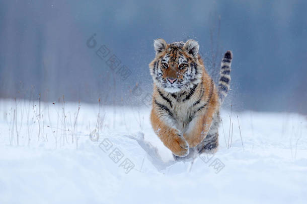 运行老虎与雪的脸