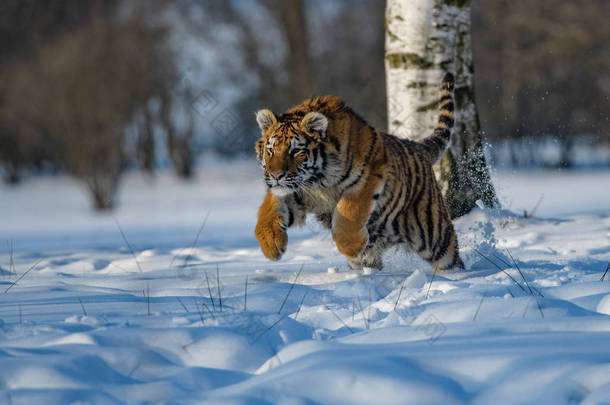 在雪上的<strong>西伯利亚</strong>虎 （虎）