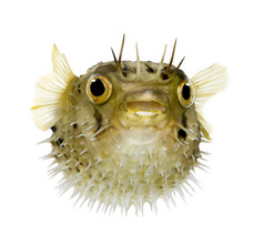 作为多刺 balloonfish-鱼虎也知道长脊柱 porcupinefish