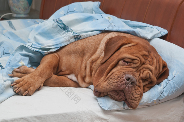 纯种波尔多狗甜甜地睡在主人的床上