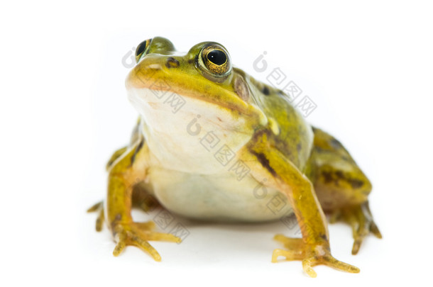 林蛙芋。在白色背景上的绿色 (欧洲或水) 青蛙