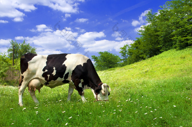 美丽的草地上牛