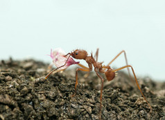 叶刀蚂蚁，acromyrmex octospinosus，携带在白色背景前叶