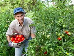 快乐的人在自己的菜园摘西红柿