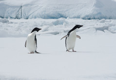 在浮冰上的两个阿德利企鹅.