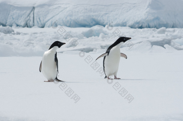在<strong>浮冰</strong>上的两个阿德利企鹅.