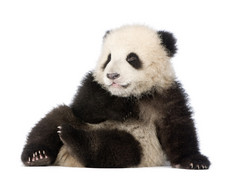 大熊猫大熊猫 (6 个月)-