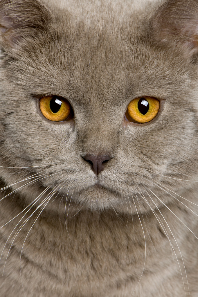 英国短毛猫 (10 个月大的特写)