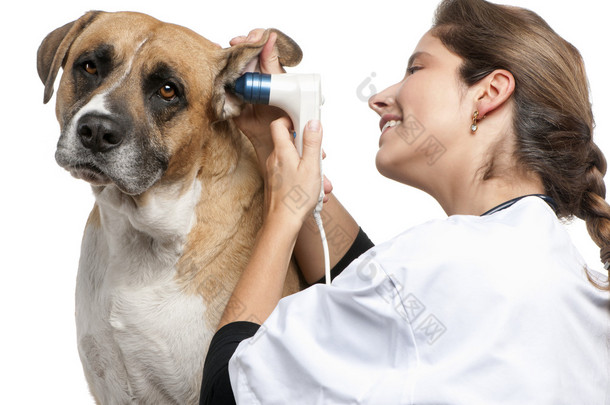 兽医检查杂种狗，狗的耳朵与耳在白色背景前