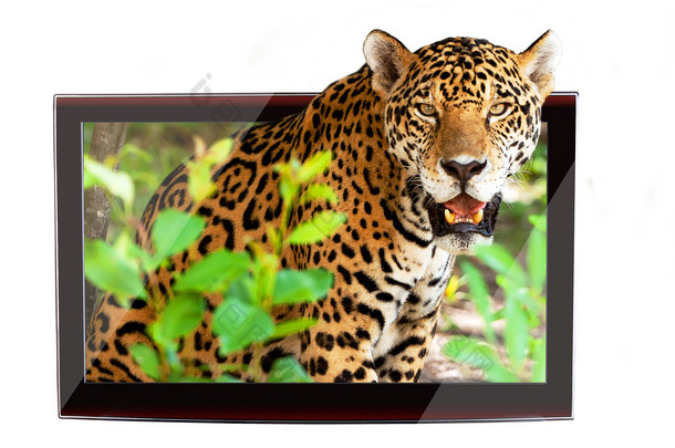 3d 电视与野生动物美洲虎