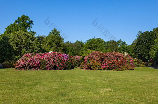 rhododenron 花灌木和树木在一个阳光灿烂的花园