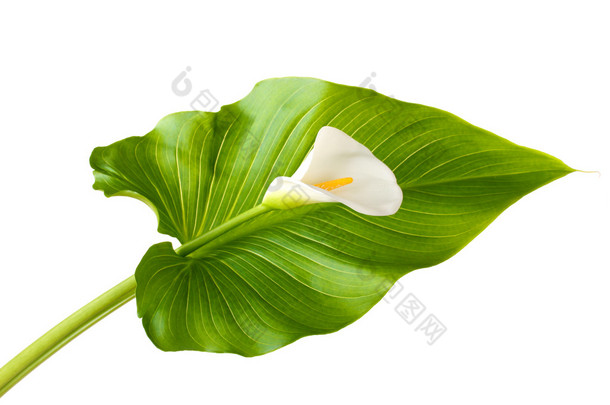 白色马蹄莲与叶上白色隔离