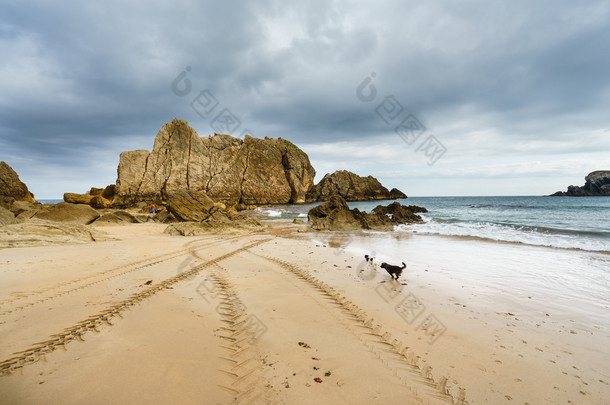 田园观的轮迹阿尔海滩上沙子和狗玩 
