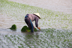 身份不明的农民种植水稻在越南