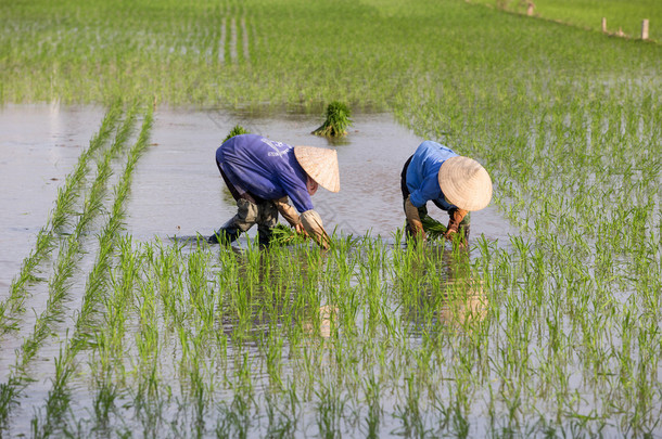 身份不明的农民种植水稻在越南